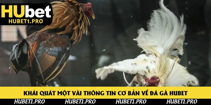 Khái quát một vài thông tin cơ bản về đá gà Hubet
