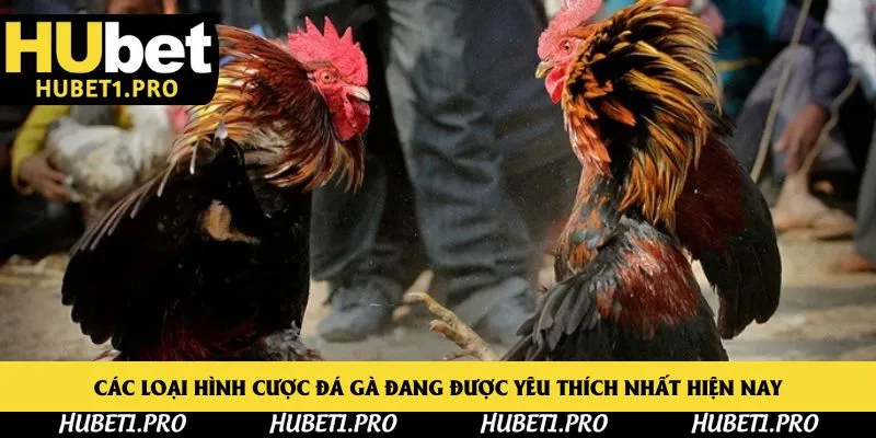 Các loại hình cược đá gà đang được yêu thích nhất hiện nay