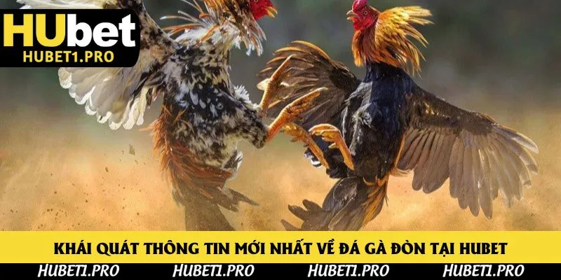 Khái quát thông tin mới nhất về đá gà đòn tại Hubet