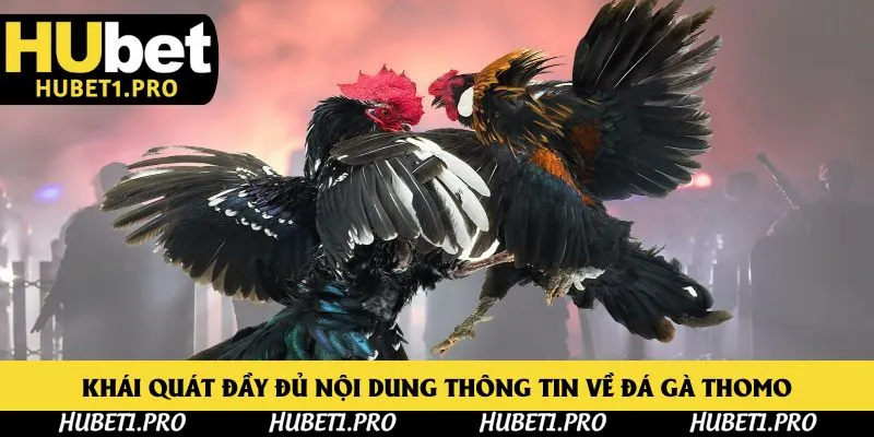 Khái quát đầy đủ nội dung thông tin về đá gà thomo