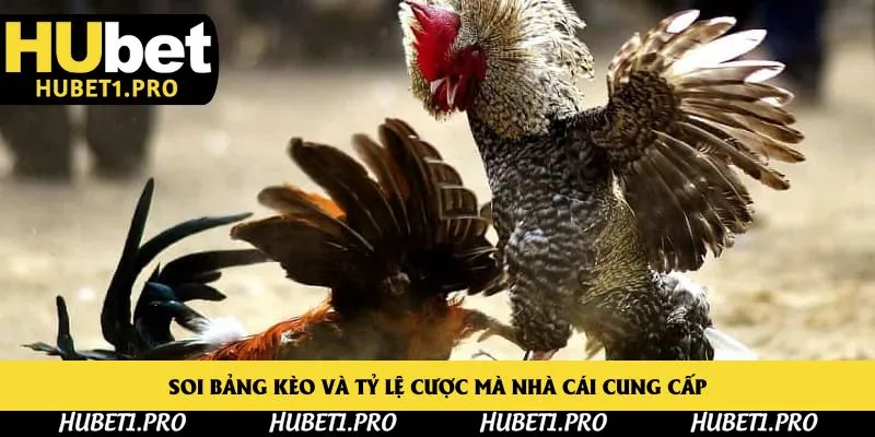 Soi bảng kèo và tỷ lệ cược mà nhà cái cung cấp