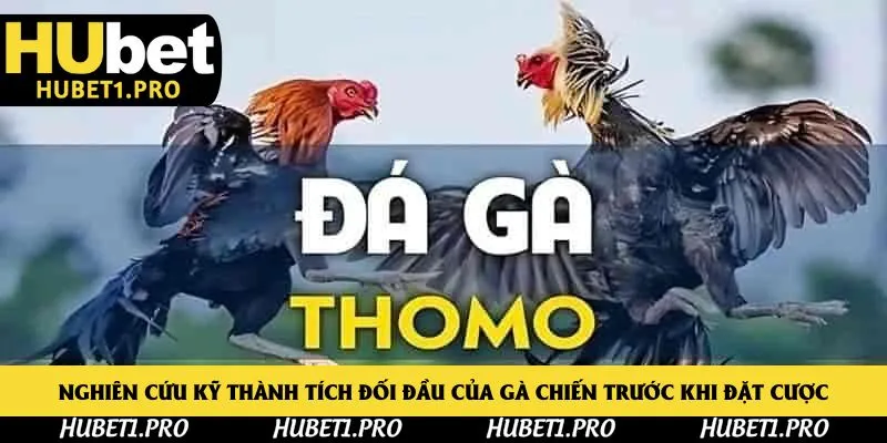 Nghiên cứu kỹ thành tích đối đầu của gà chiến trước khi đặt cược