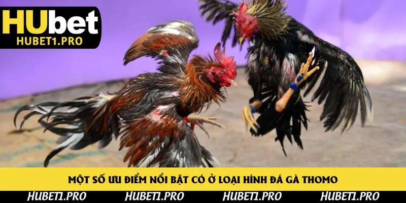 Một số ưu điểm nổi bật có ở loại hình đá gà thomo